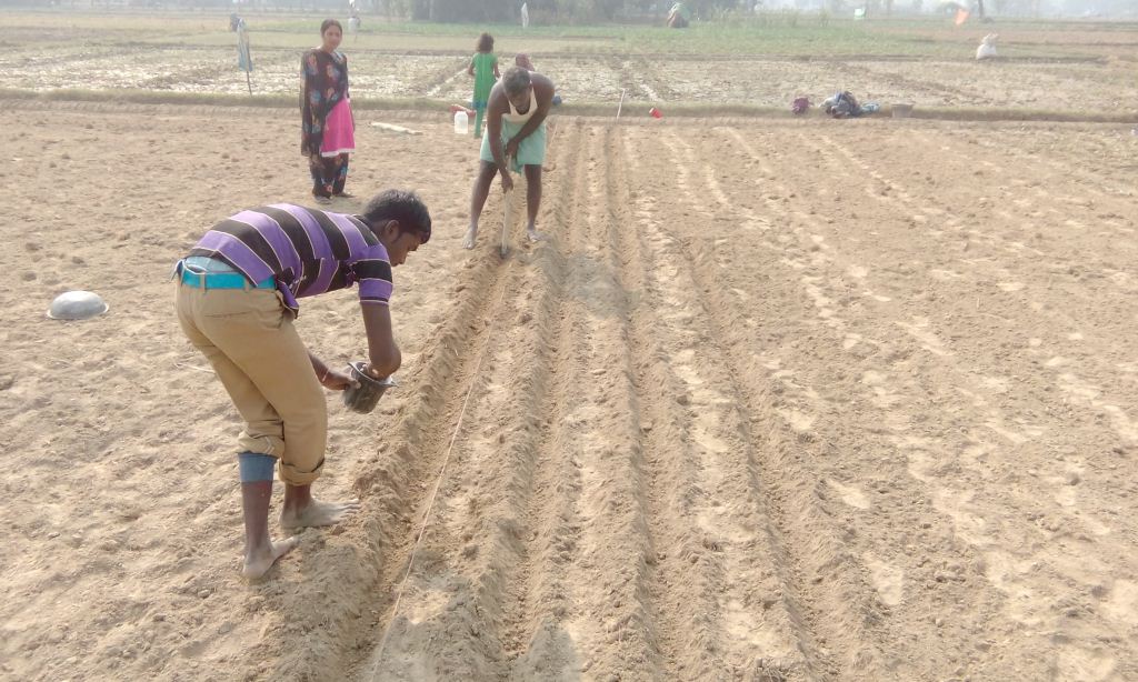 Smallholder woman farmer Parmila demonstrating line-sowing agricultural techniques in a rural field in Khutwa village