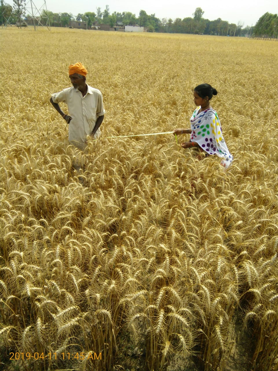 1-SS-SWI Crop cutting, Ramautar, kudiya