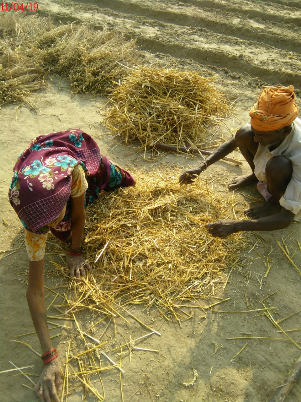 5-SS-SWI Crop cutting, Ramautar, kudiya