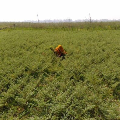 Ayodhya Aj Gram Line Sowing