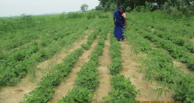 Chanmati Khutwa Arhar Intercropping,,