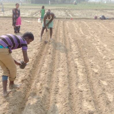 Parmila Khutwa Gram line Sowing