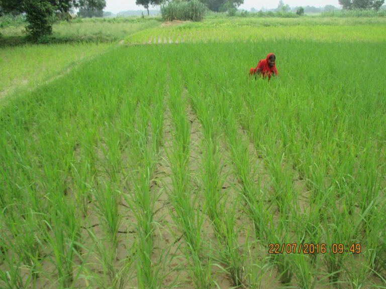 Case Story: Transforming Rice Cultivation with the SRI Method