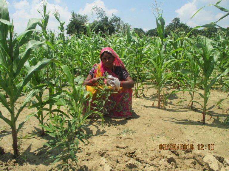 Revolutionizing Family Income through Multi-Crop and Machan Farming